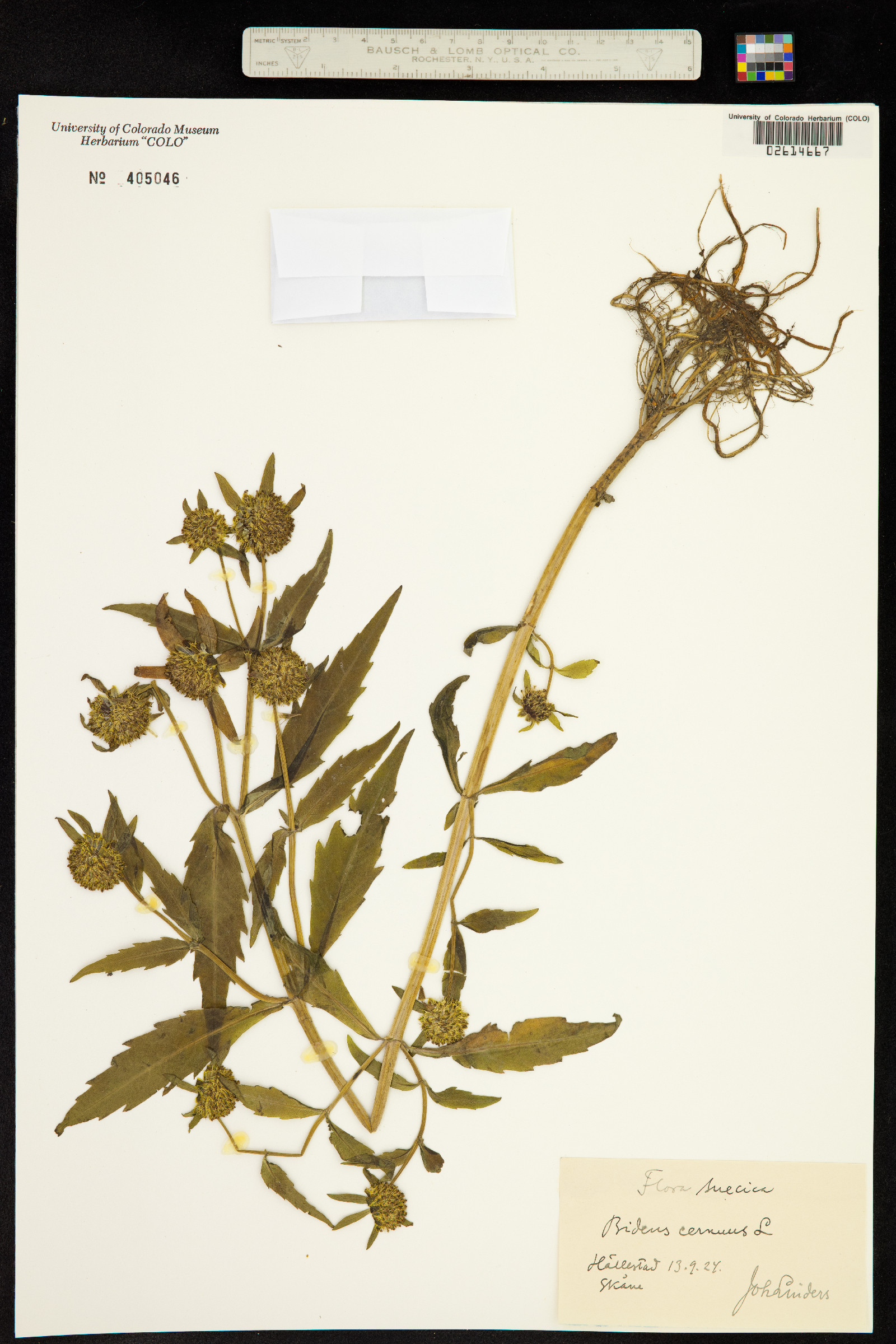 Bidens cernua image