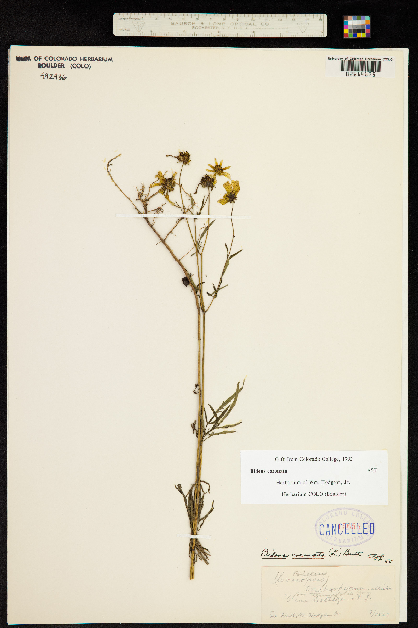 Bidens trichosperma image