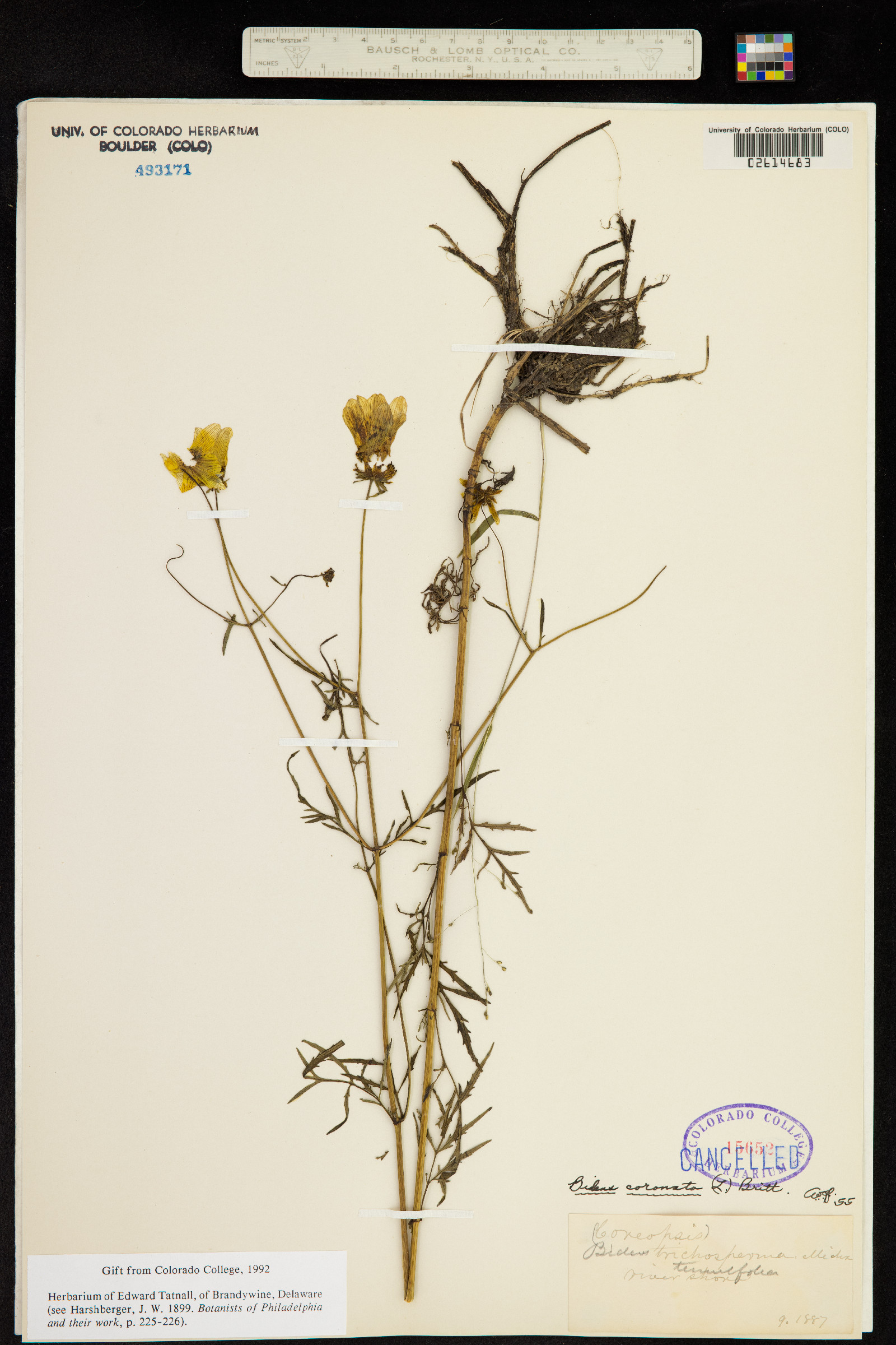 Bidens trichosperma image