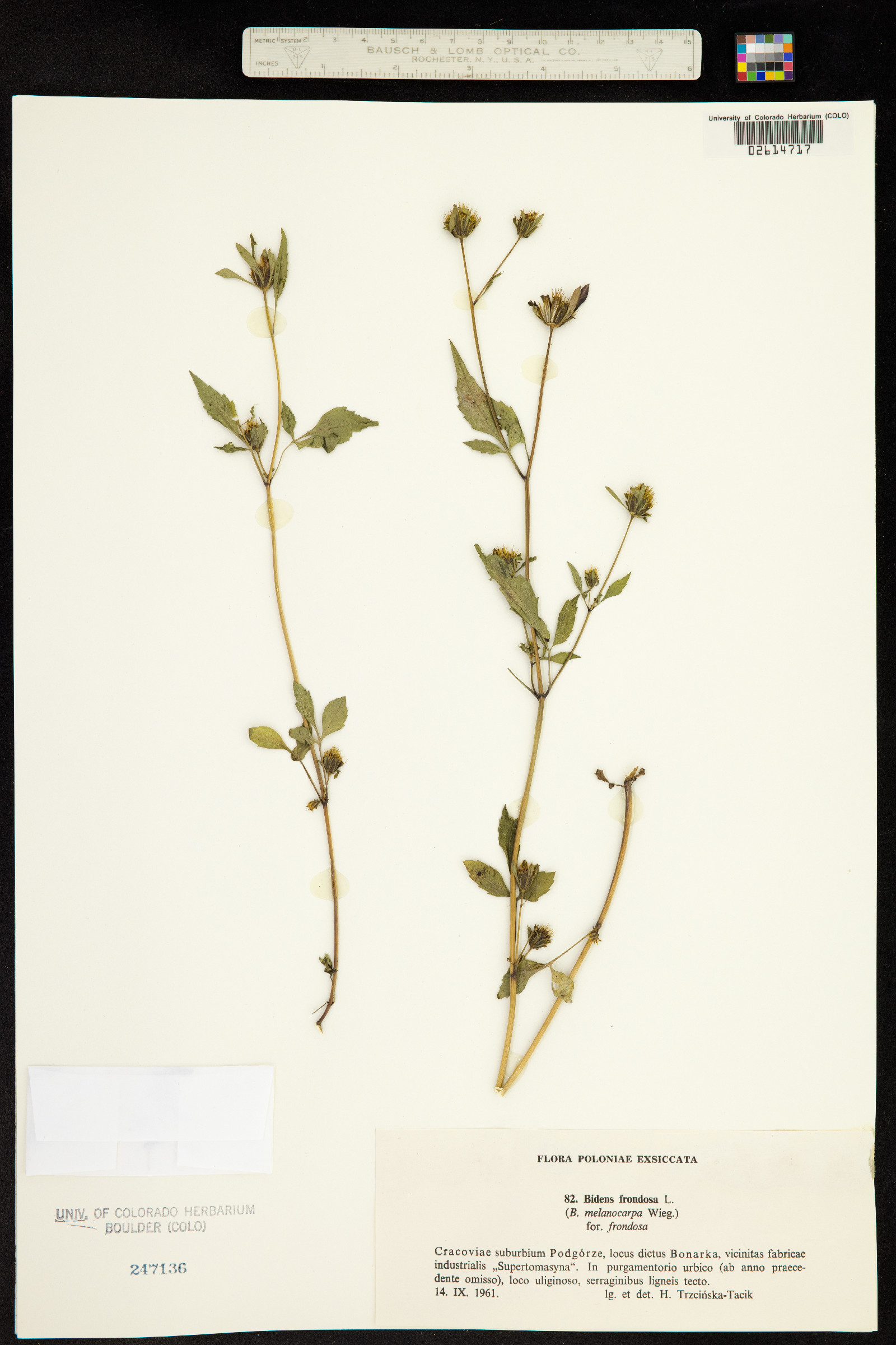 Bidens frondosa image