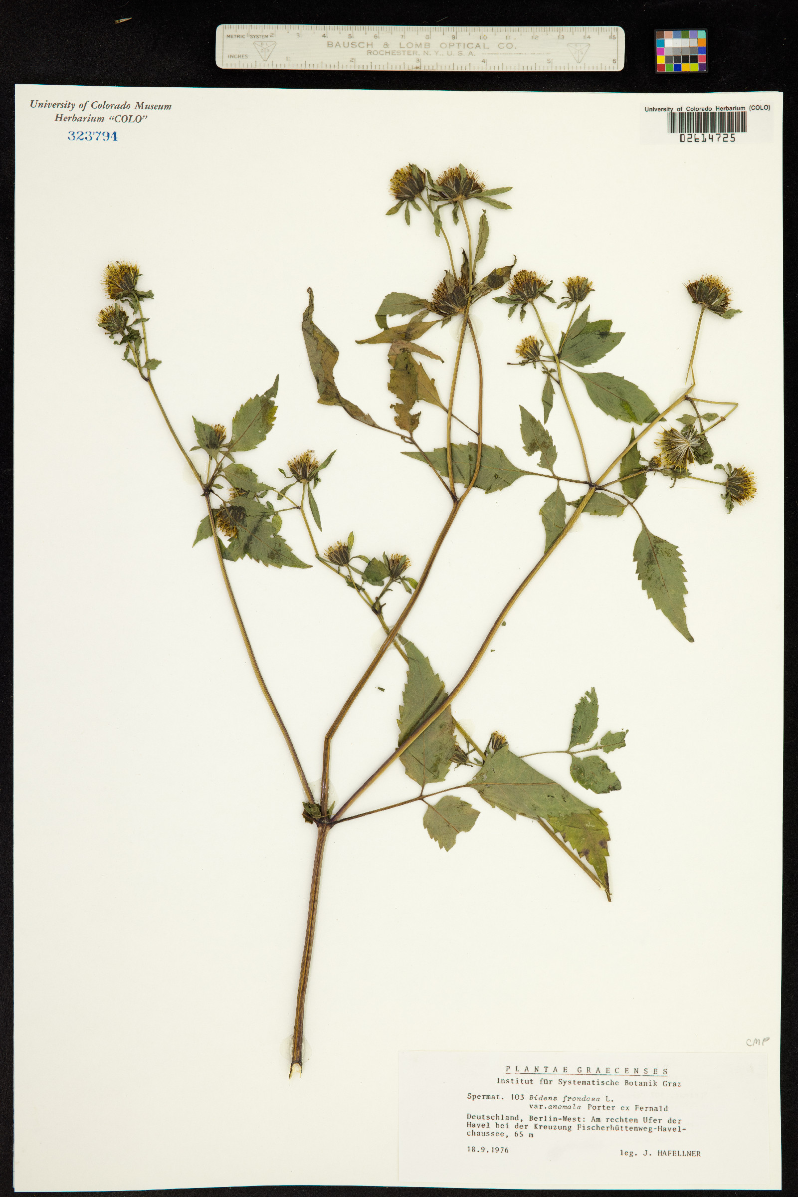 Bidens frondosa image