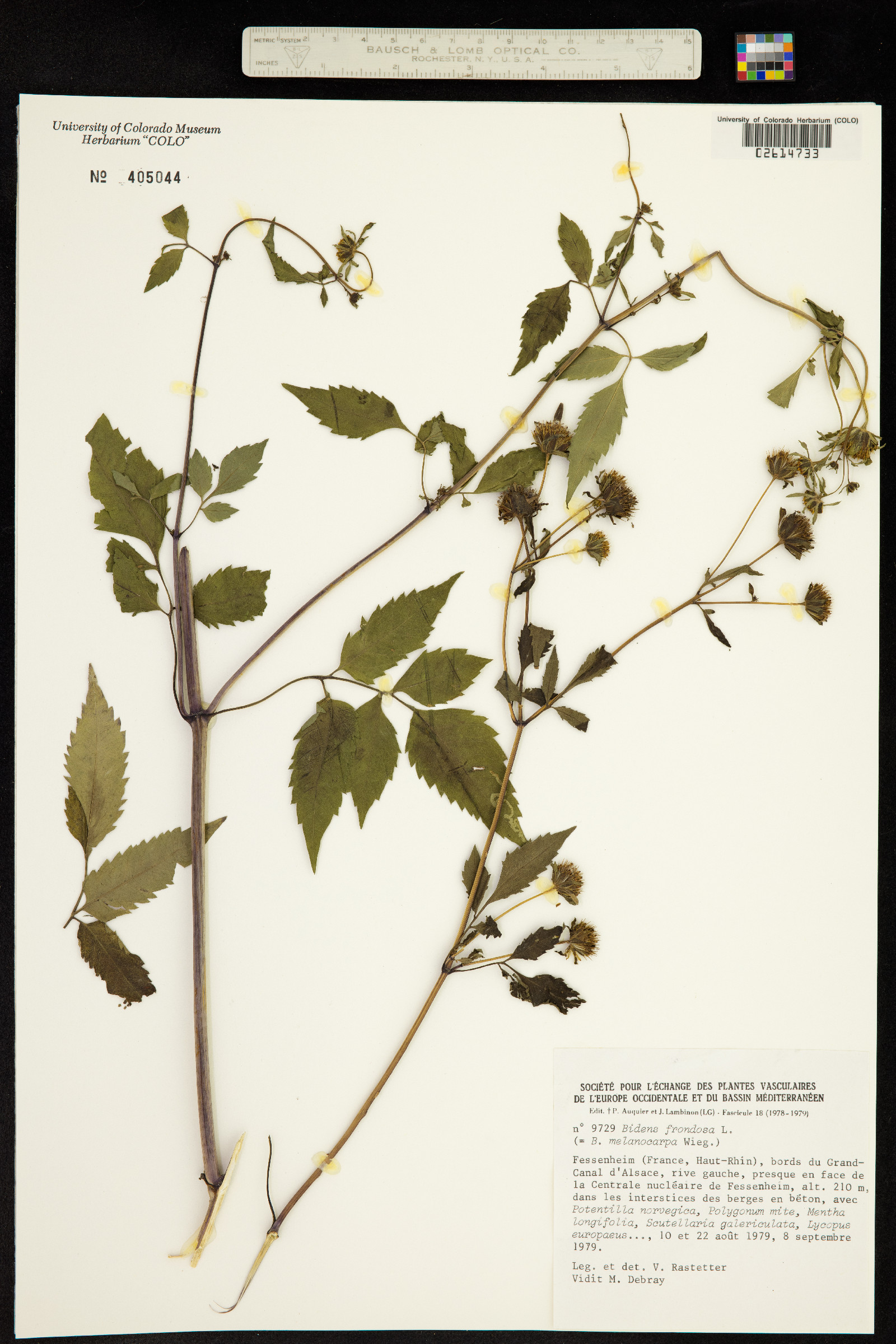 Bidens frondosa image