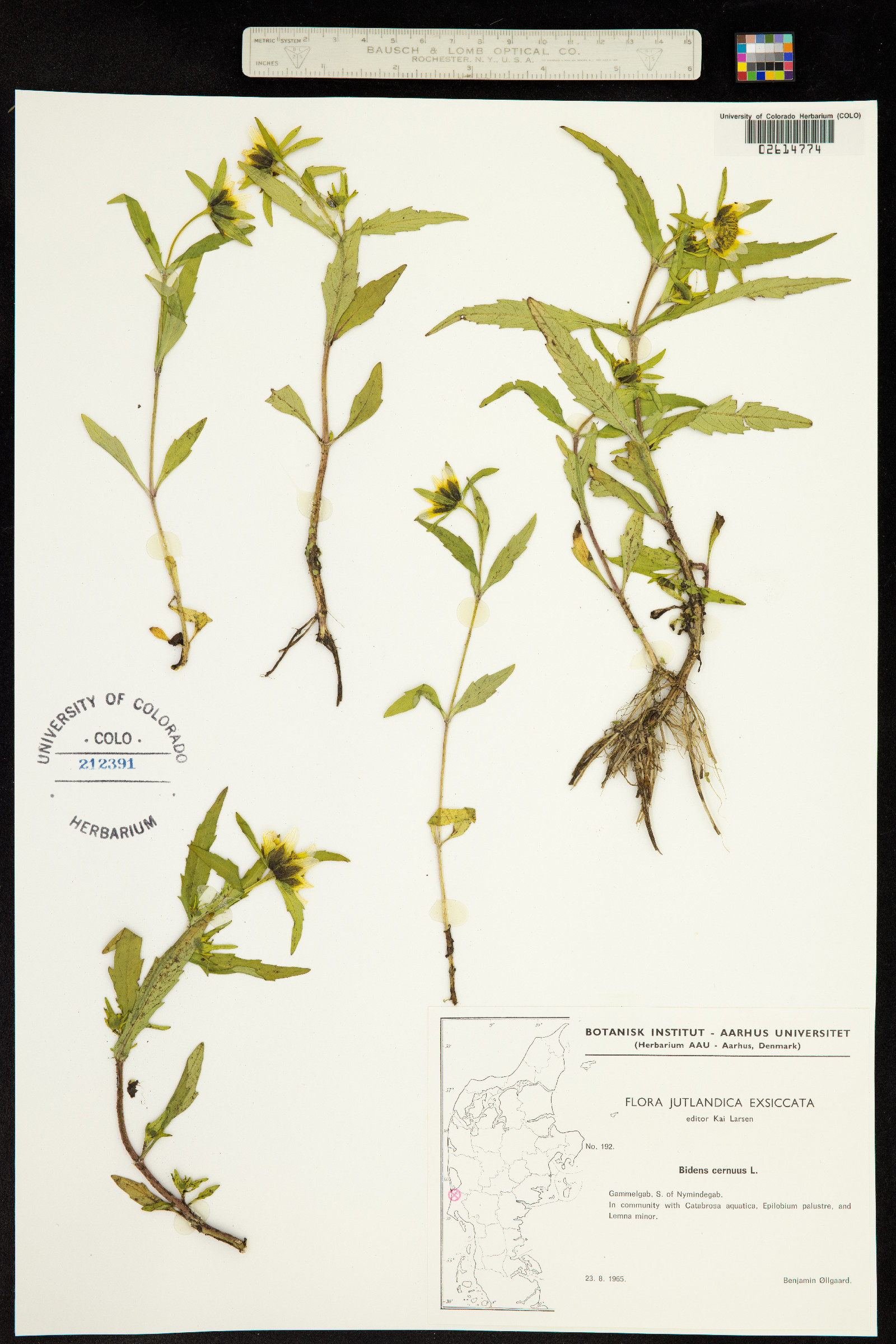 Bidens cernua image