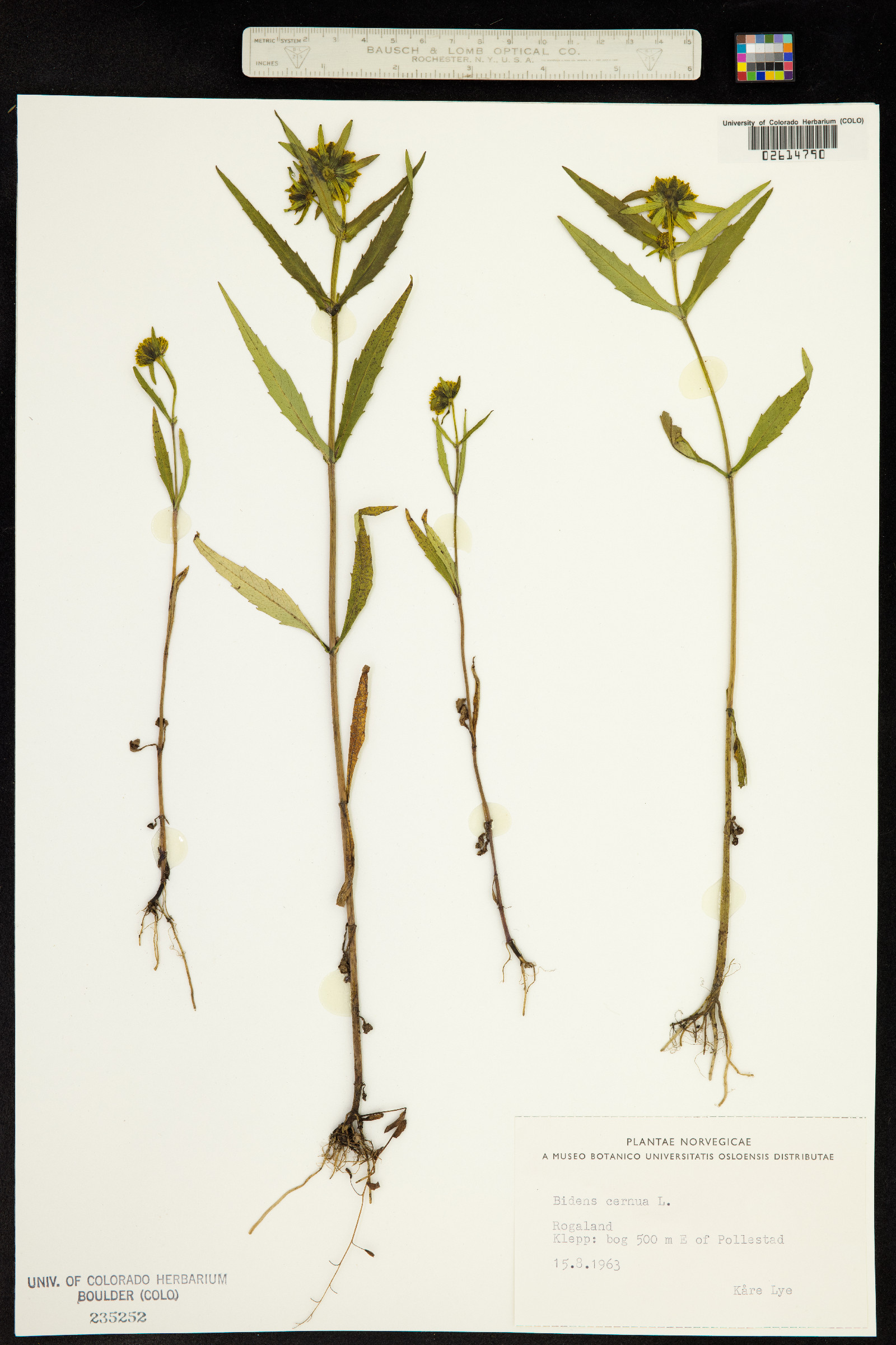 Bidens cernua image