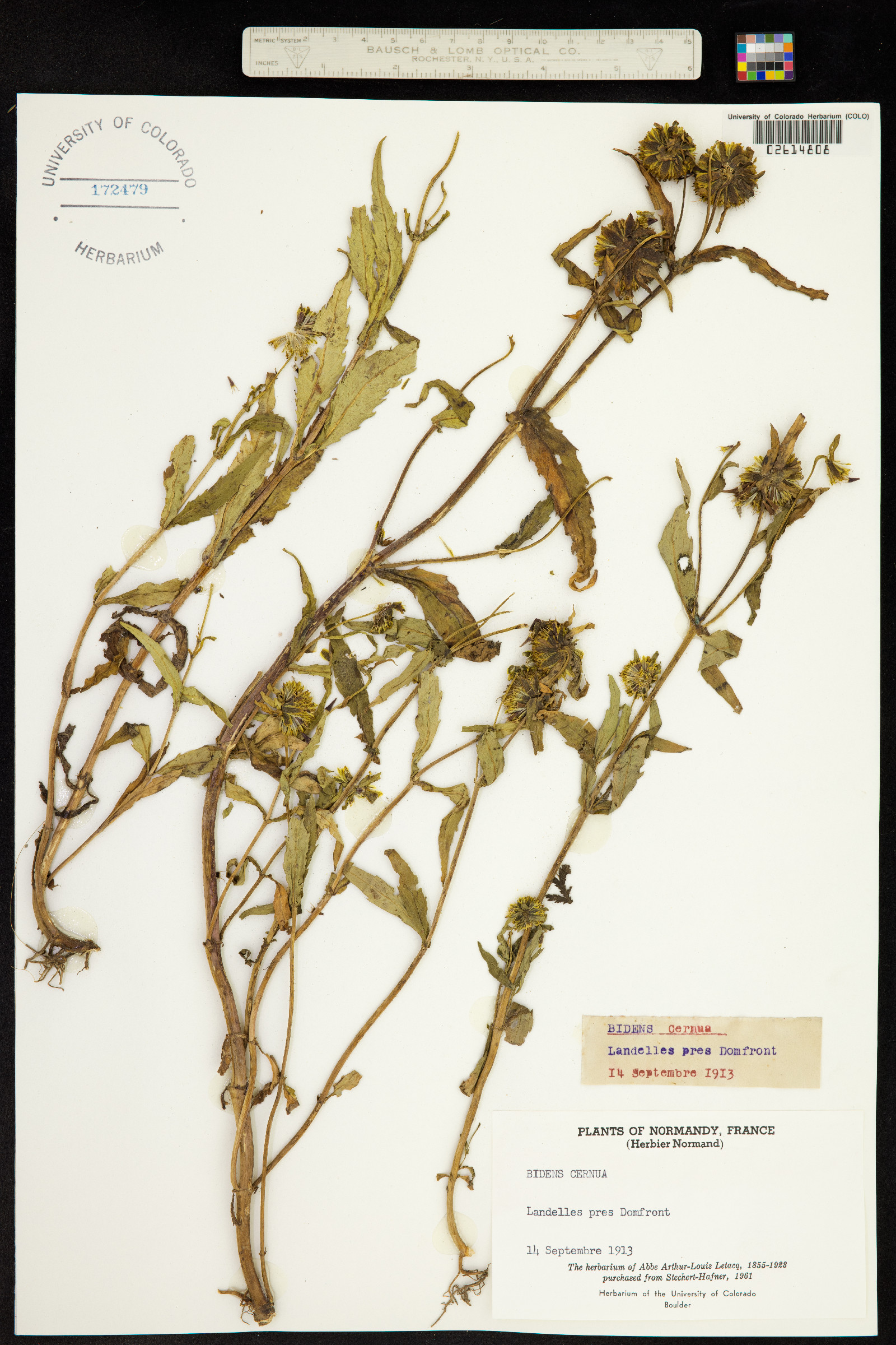 Bidens cernua image