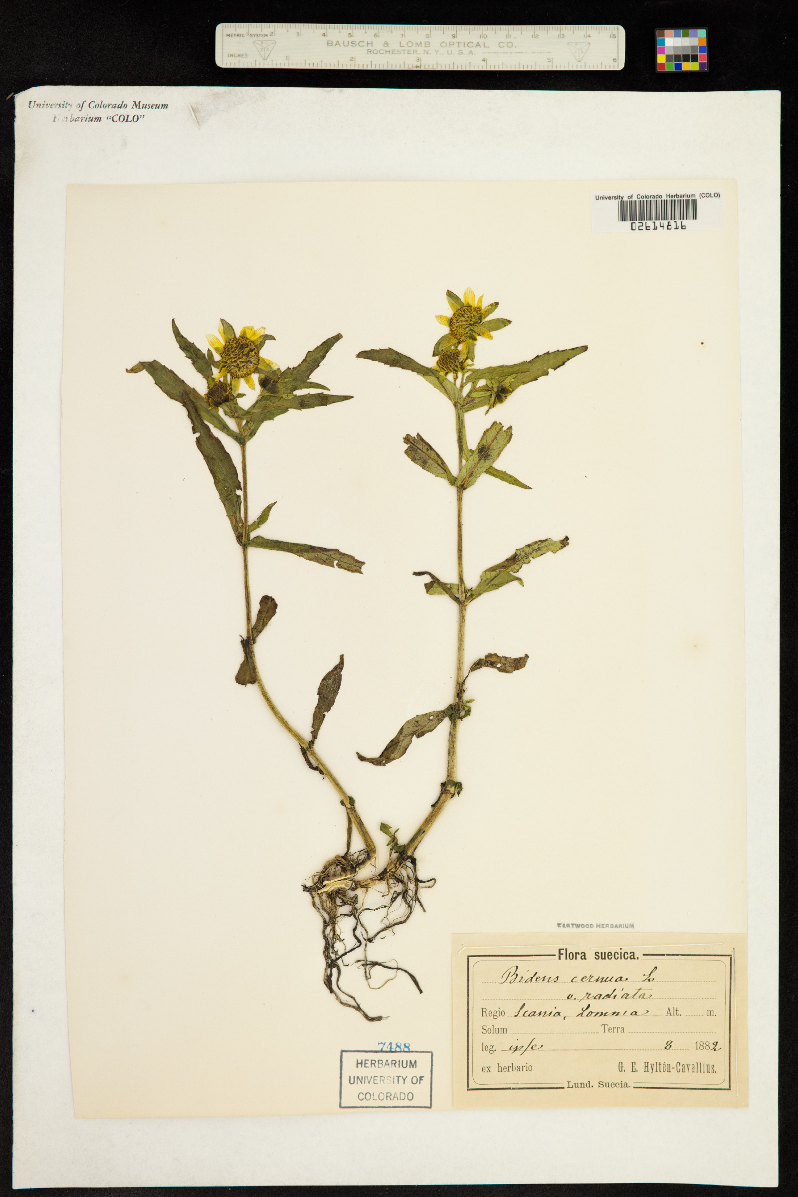 Bidens cernua image