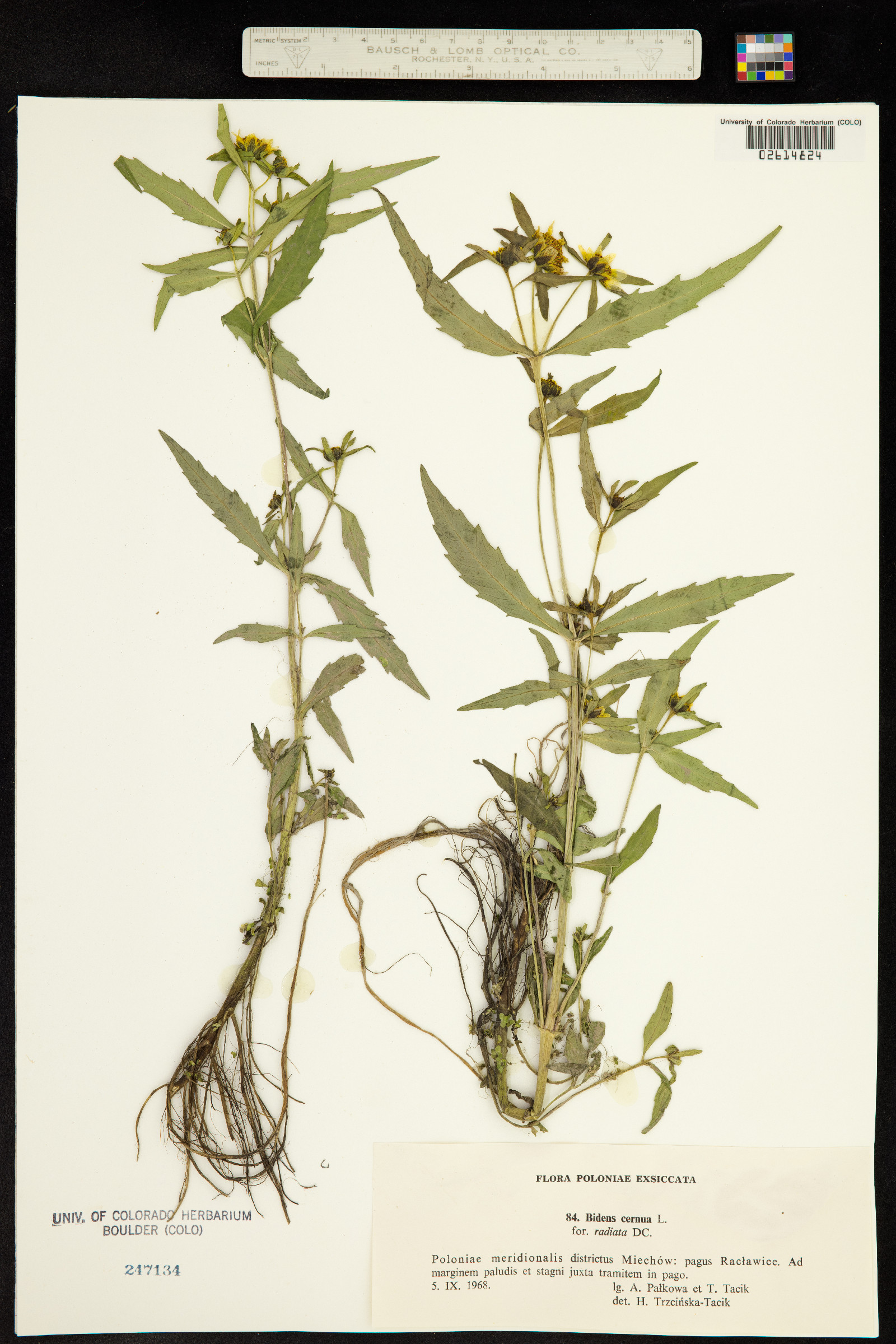 Bidens cernua image