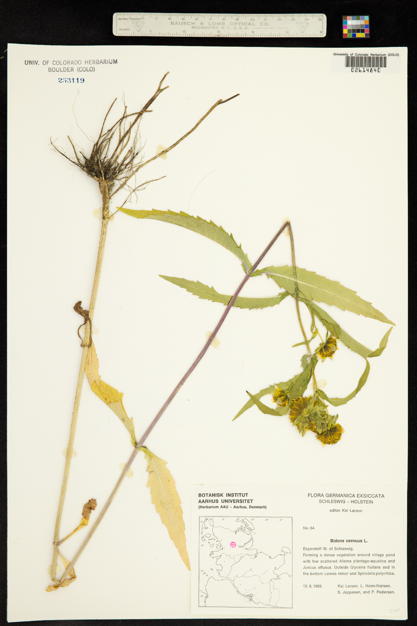 Bidens cernua image