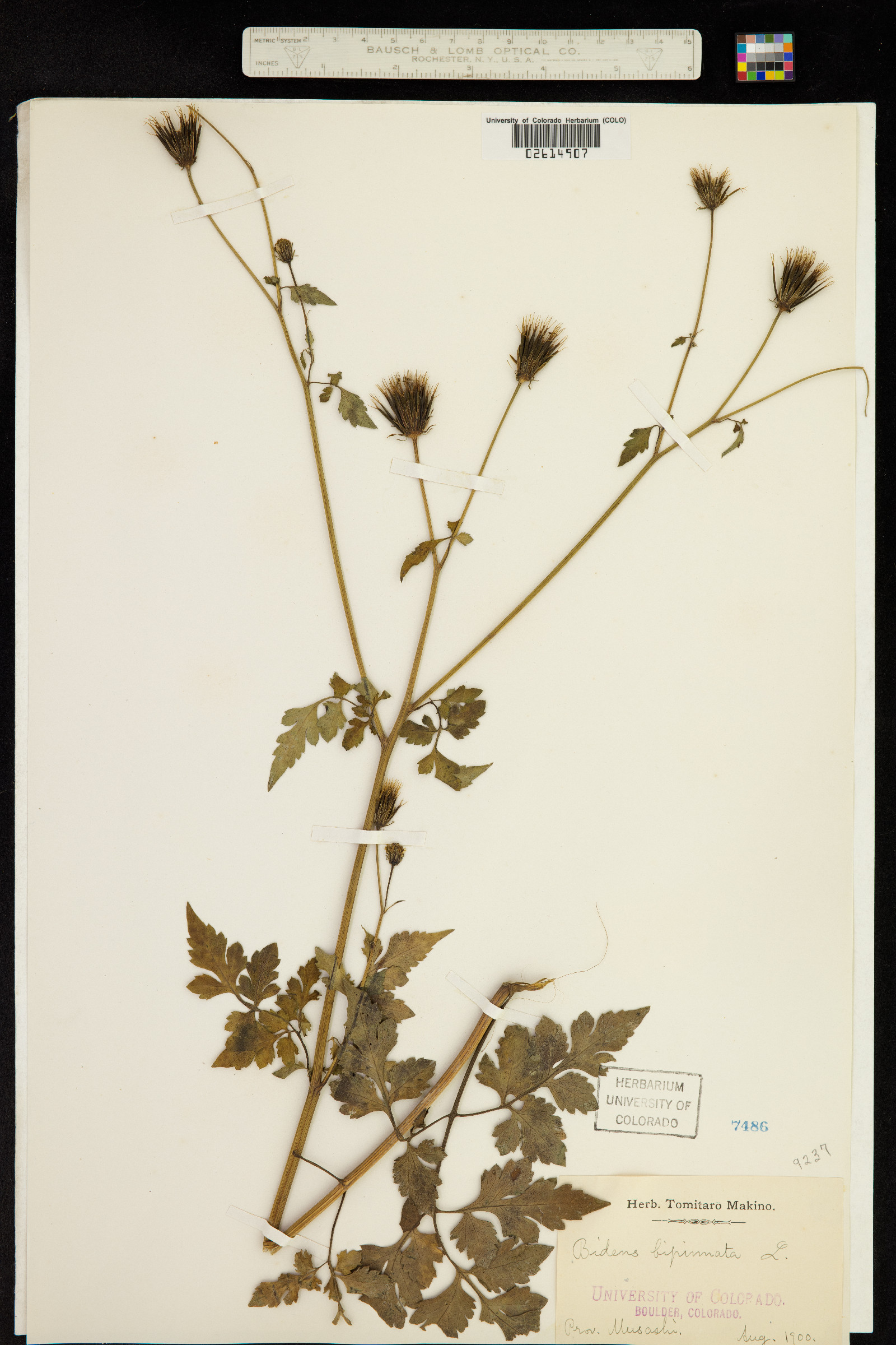 Bidens bipinnata image