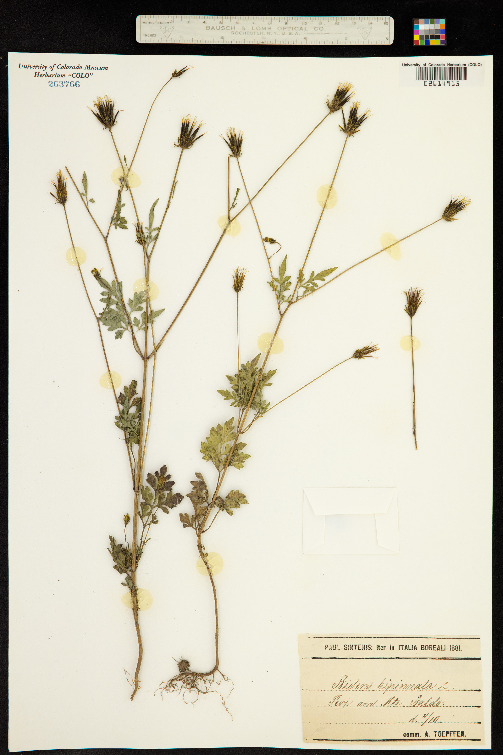 Bidens bipinnata image