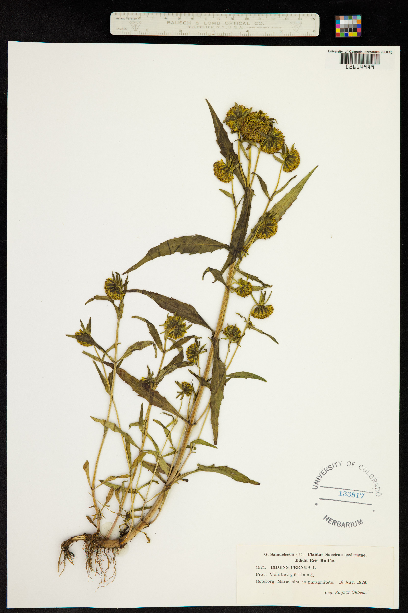 Bidens cernua image