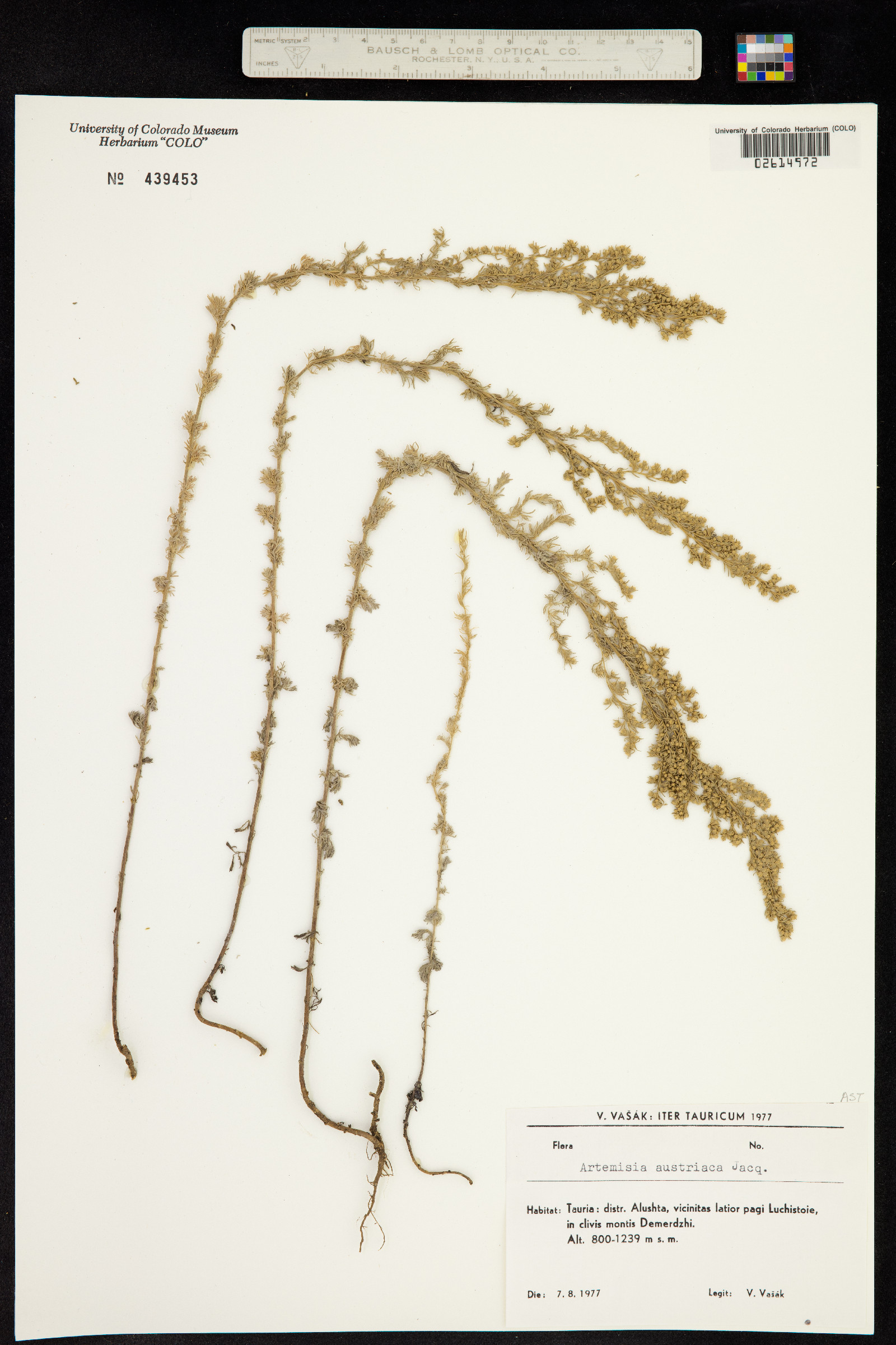 Artemisia austriaca image