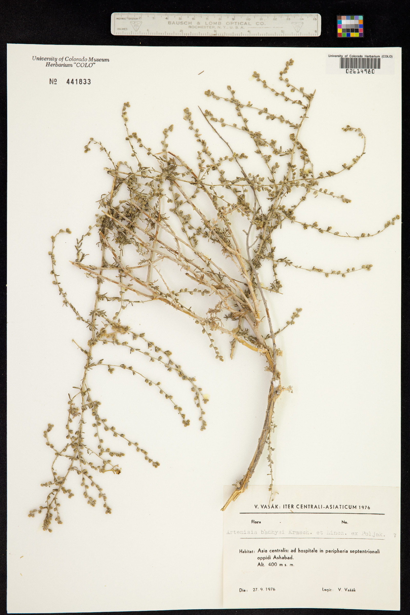 Artemisia badhysi image