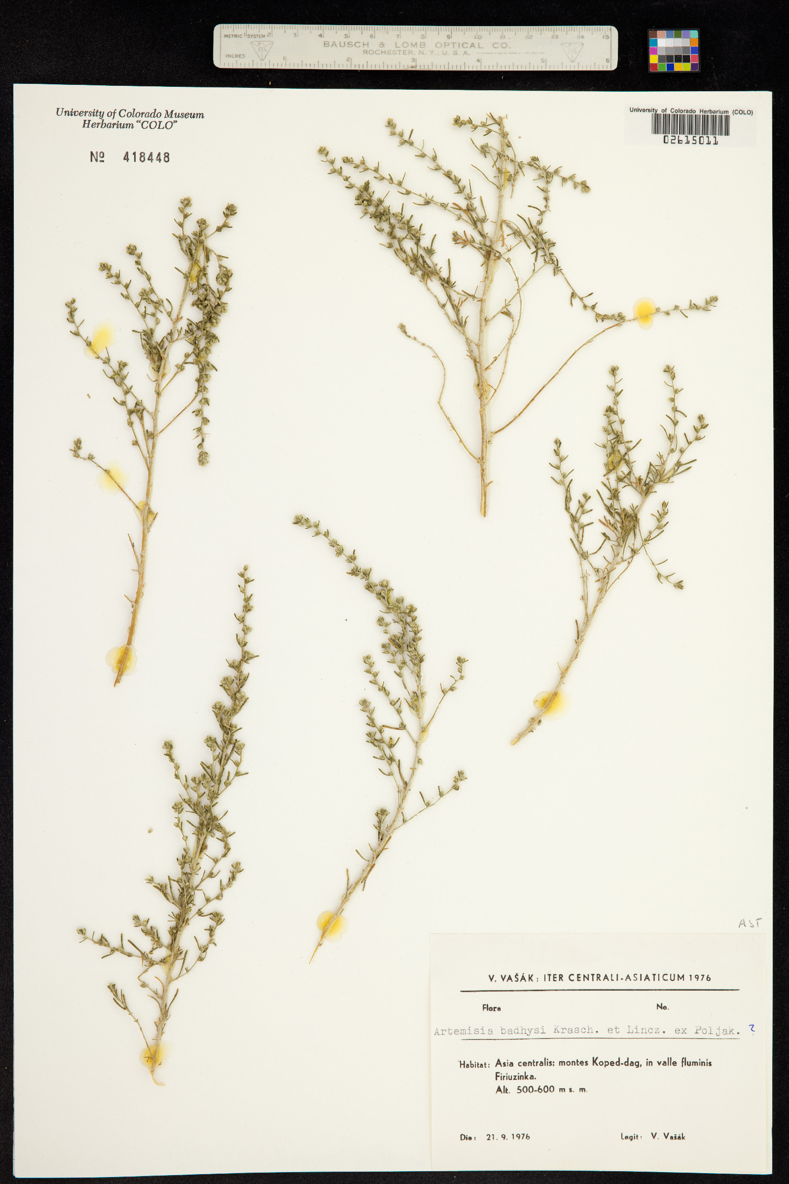 Artemisia badhysi image