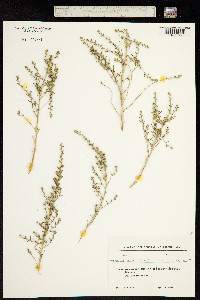 Artemisia badhysi image