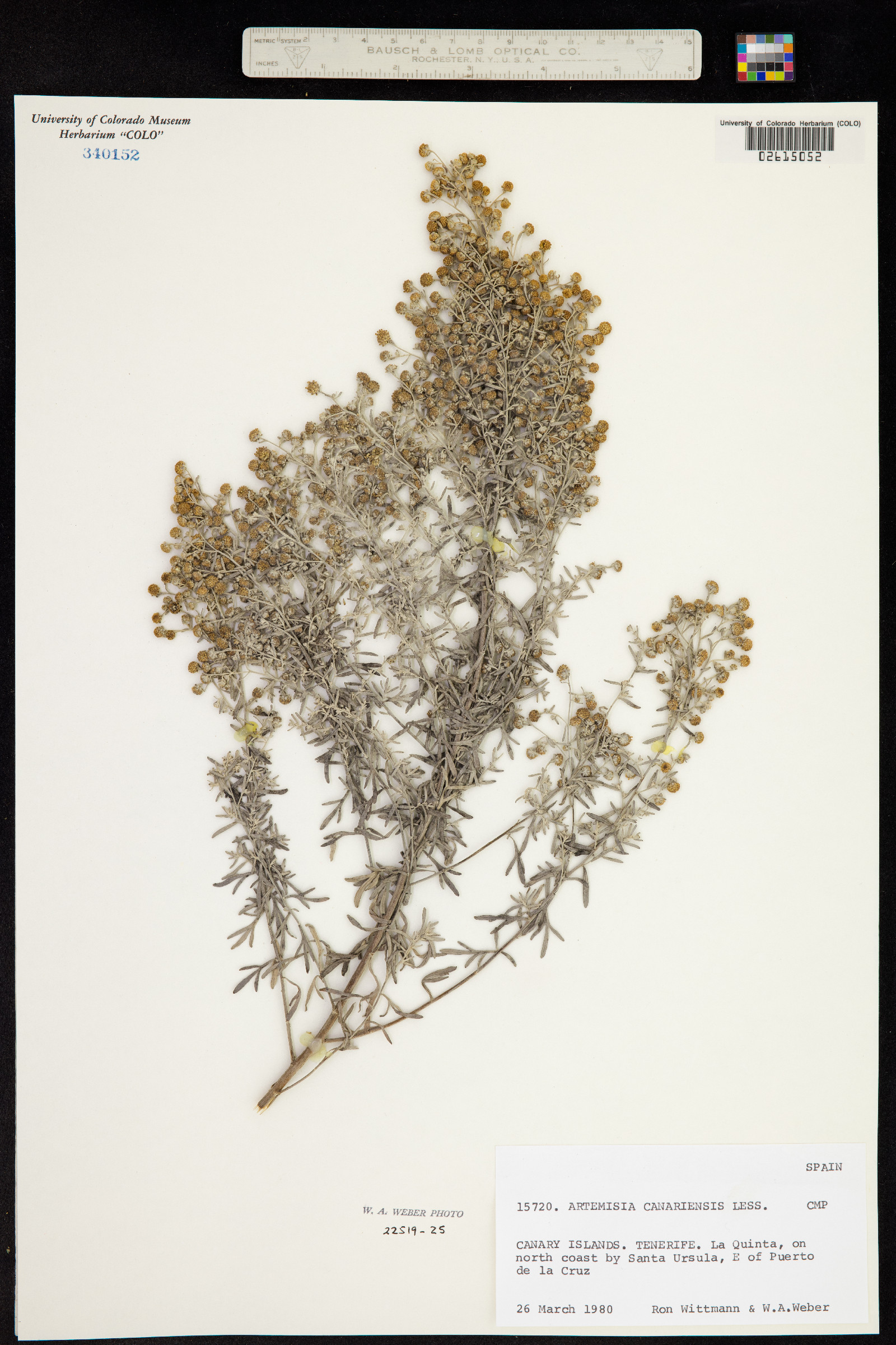 Artemisia thuscula image