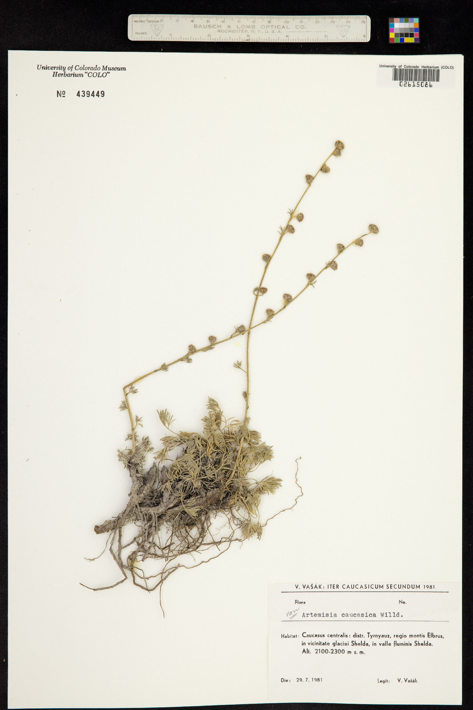 Artemisia alpina image