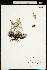 Artemisia caucasica image