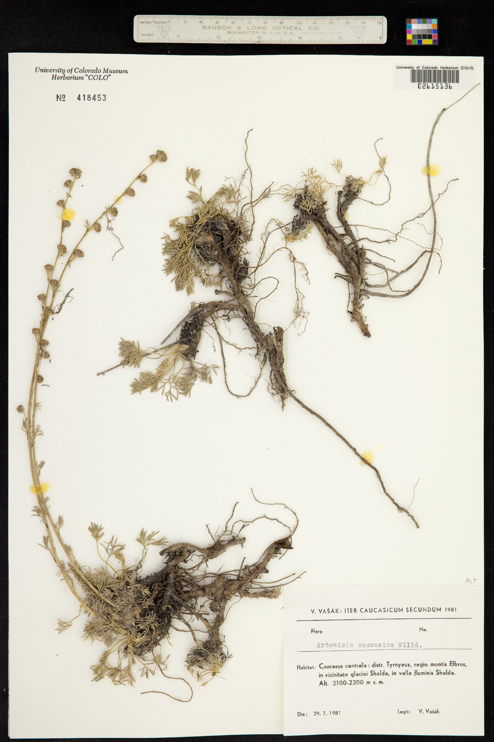 Artemisia alpina image