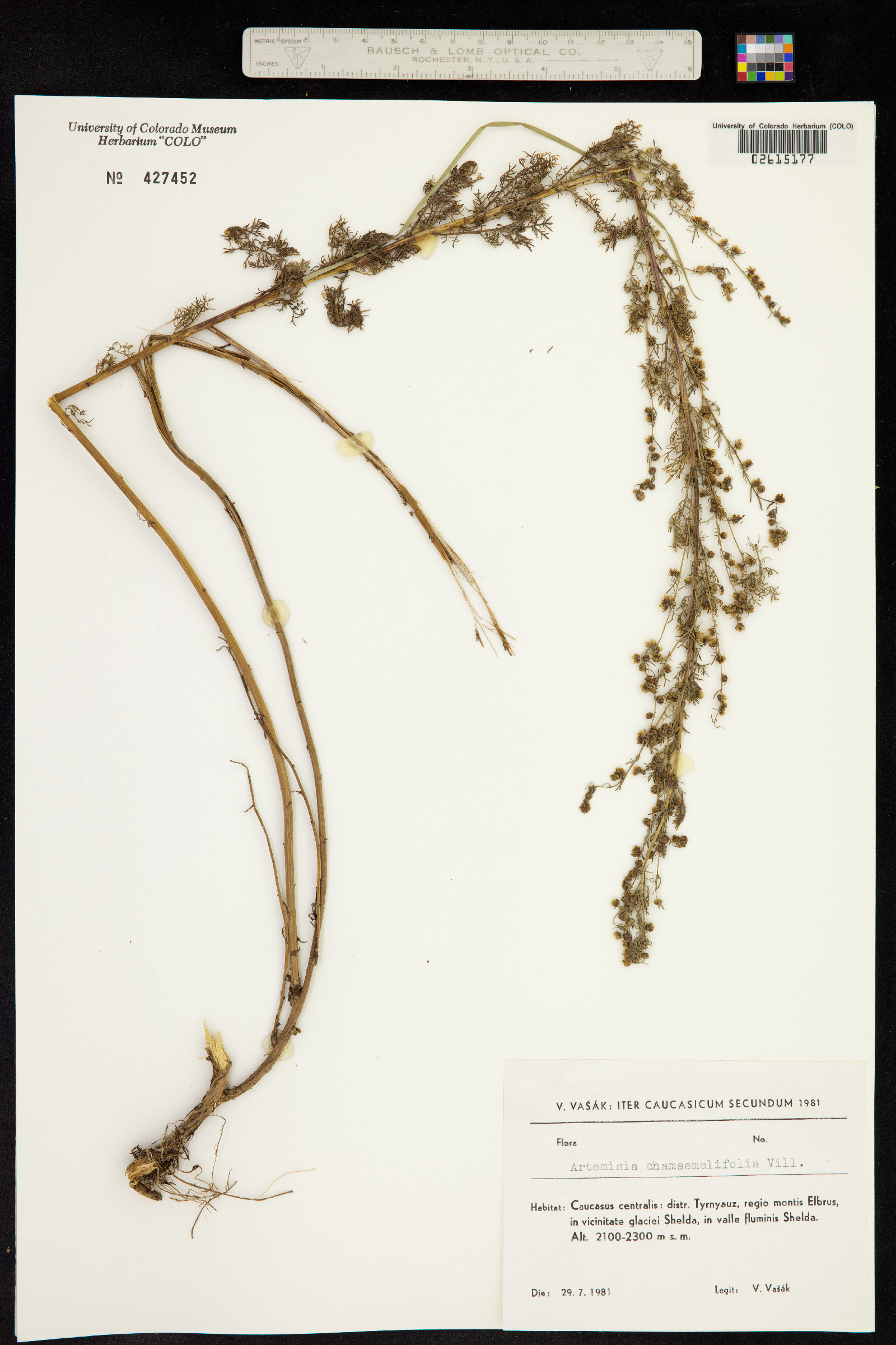 Artemisia chamaemelifolia image