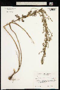 Artemisia chamaemelifolia image