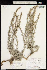Artemisia compacta image