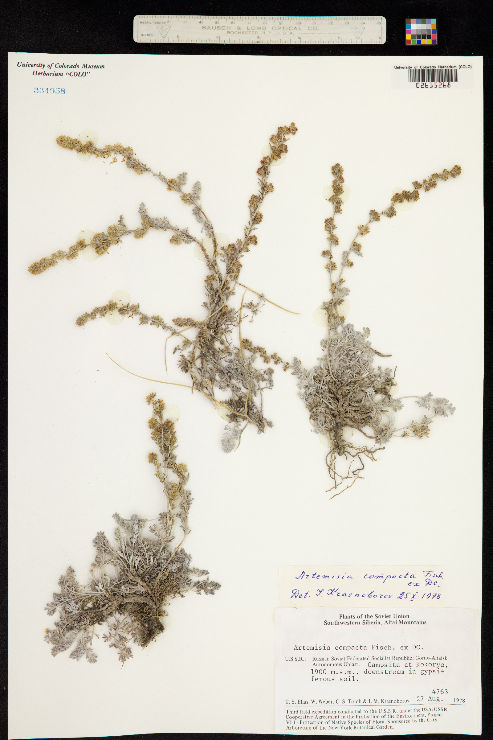 Artemisia compacta image