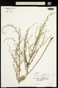 Artemisia fragrans image