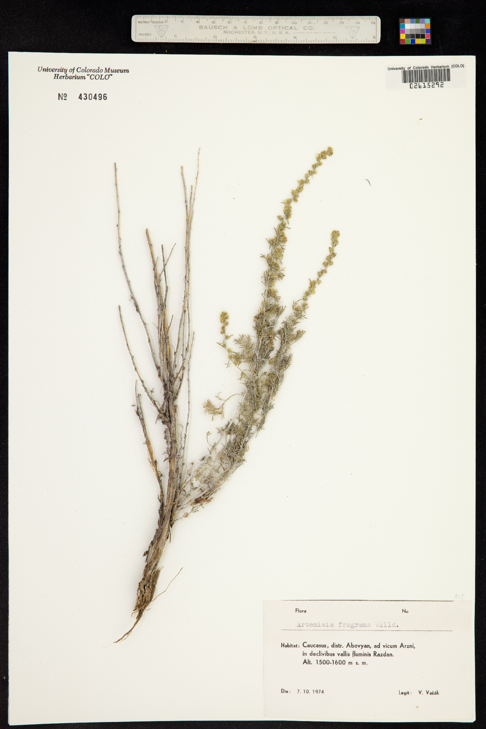 Artemisia fragrans image