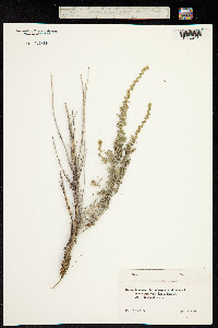 Artemisia fragrans image