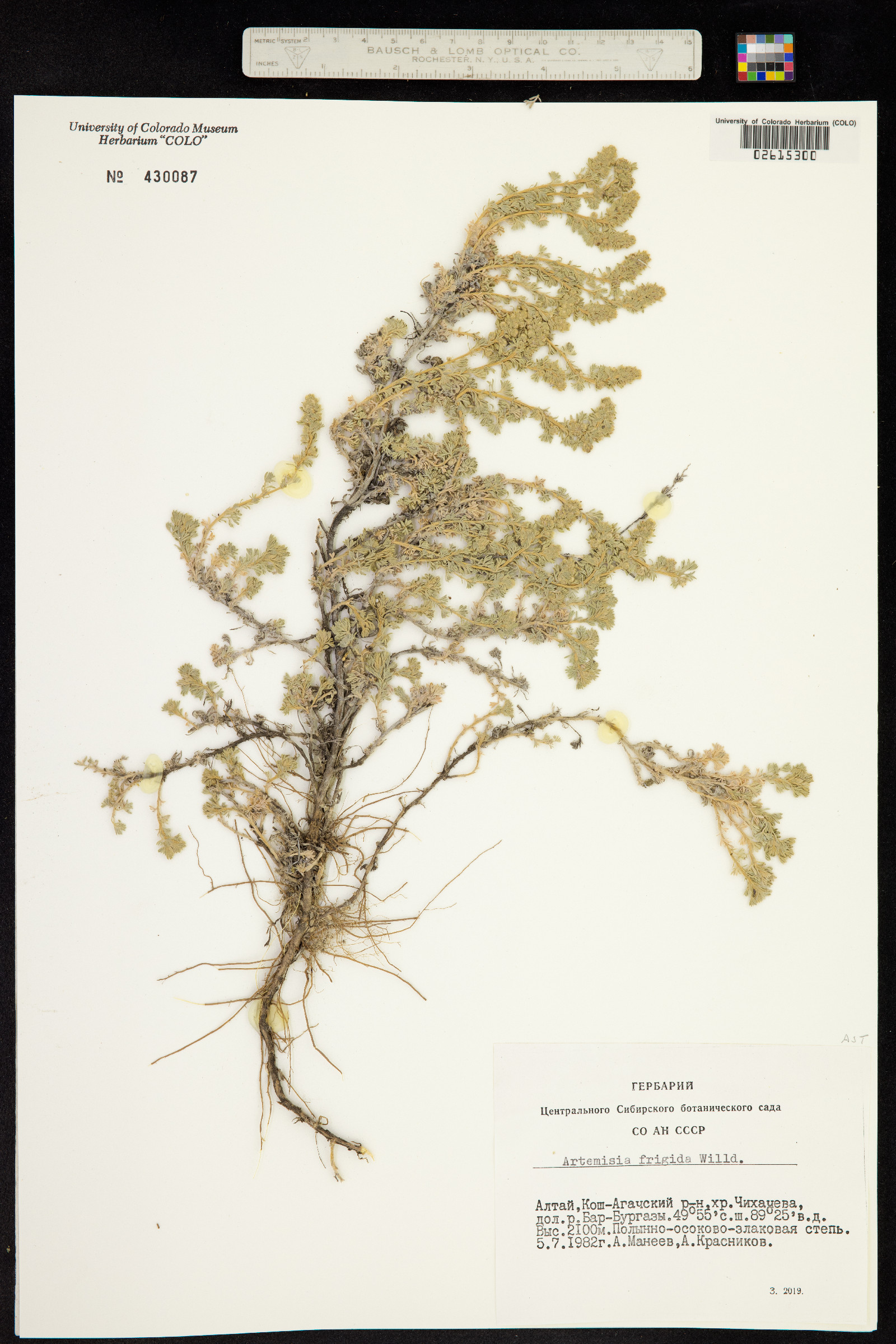 Artemisia frigida image