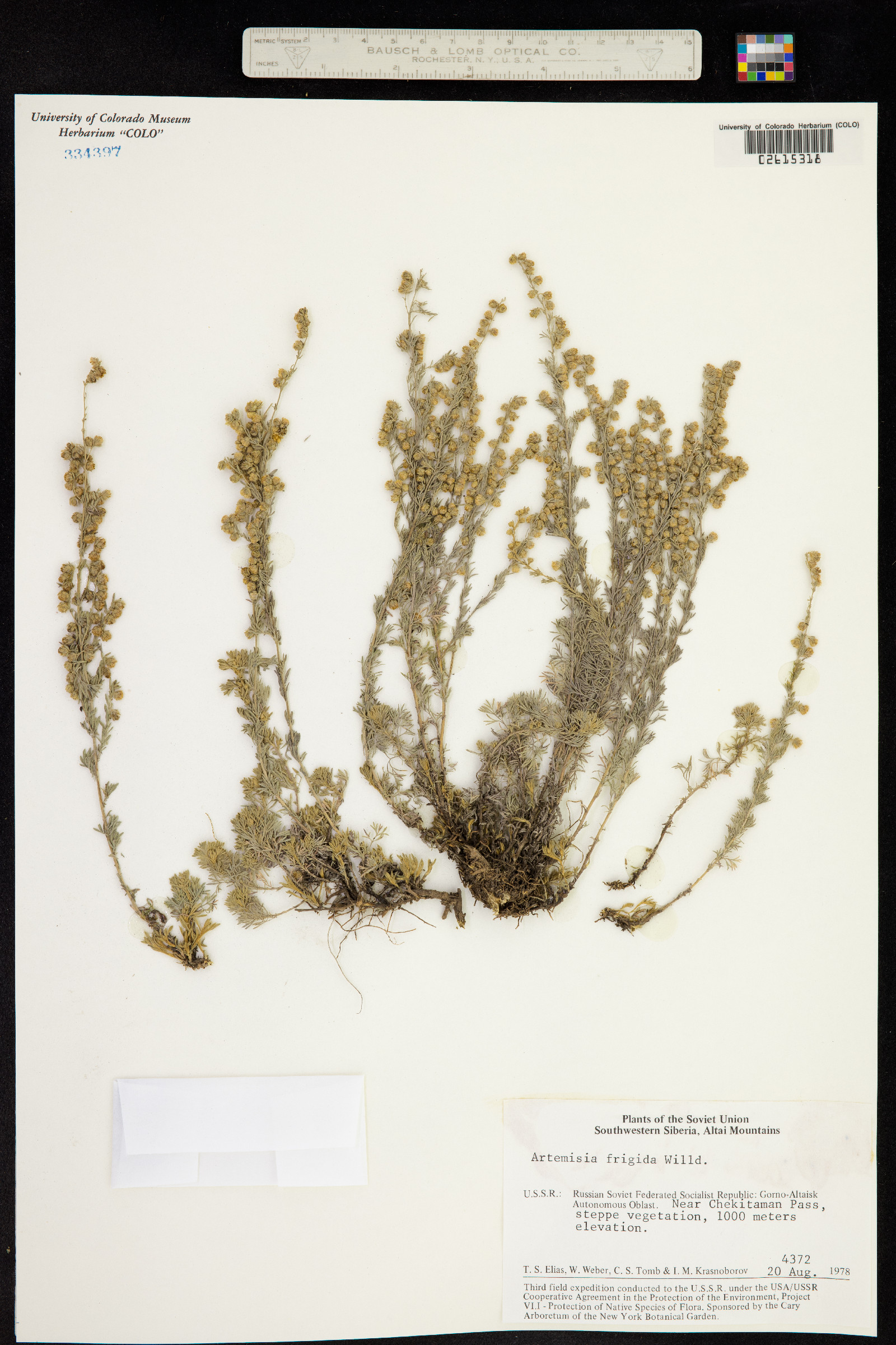 Artemisia frigida image