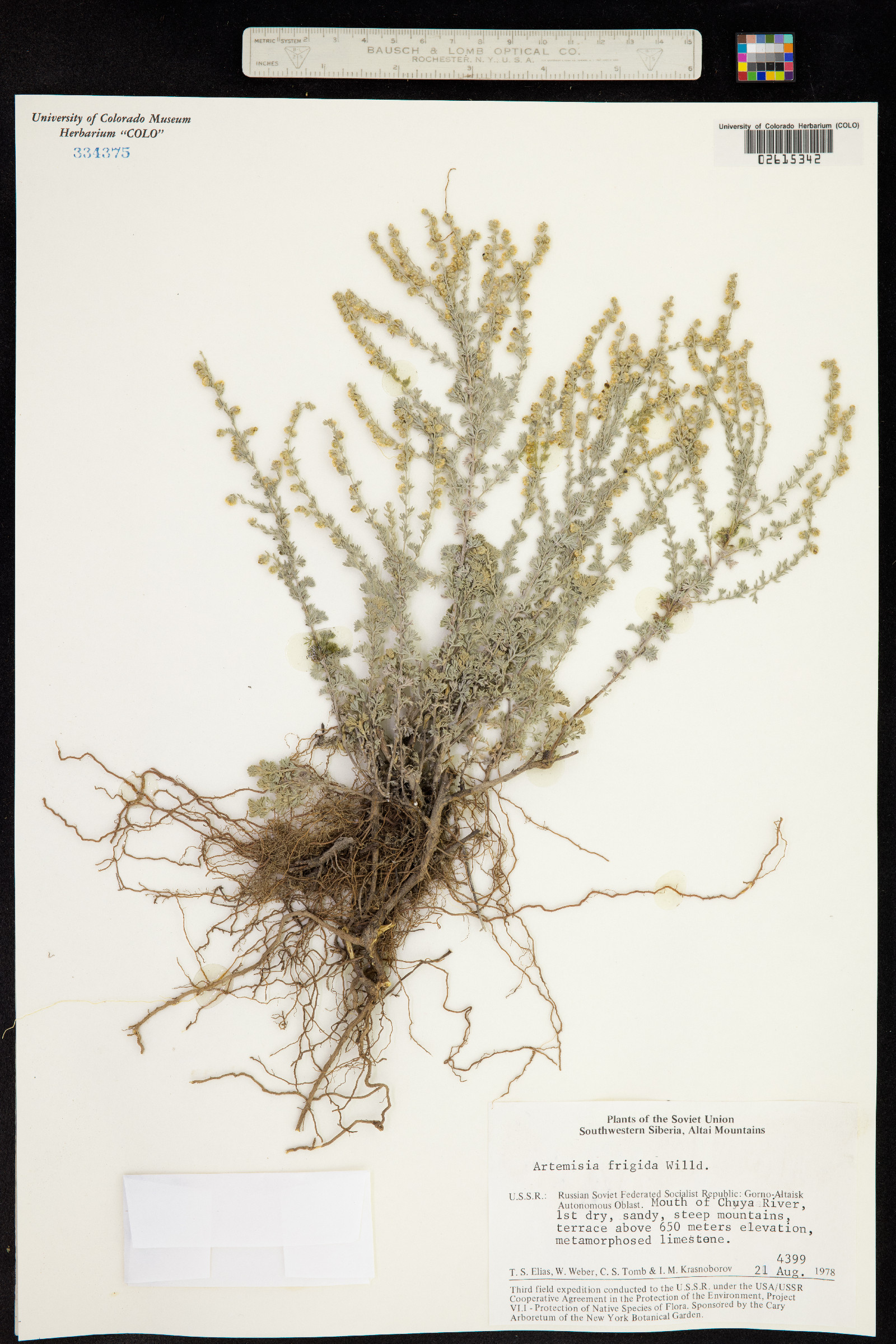 Artemisia frigida image