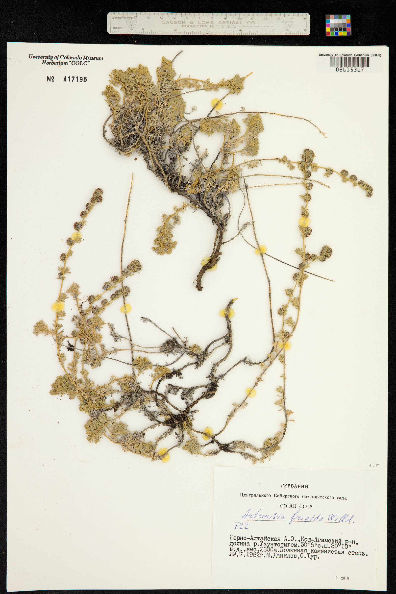 Artemisia frigida image