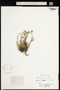 Artemisia glacialis image