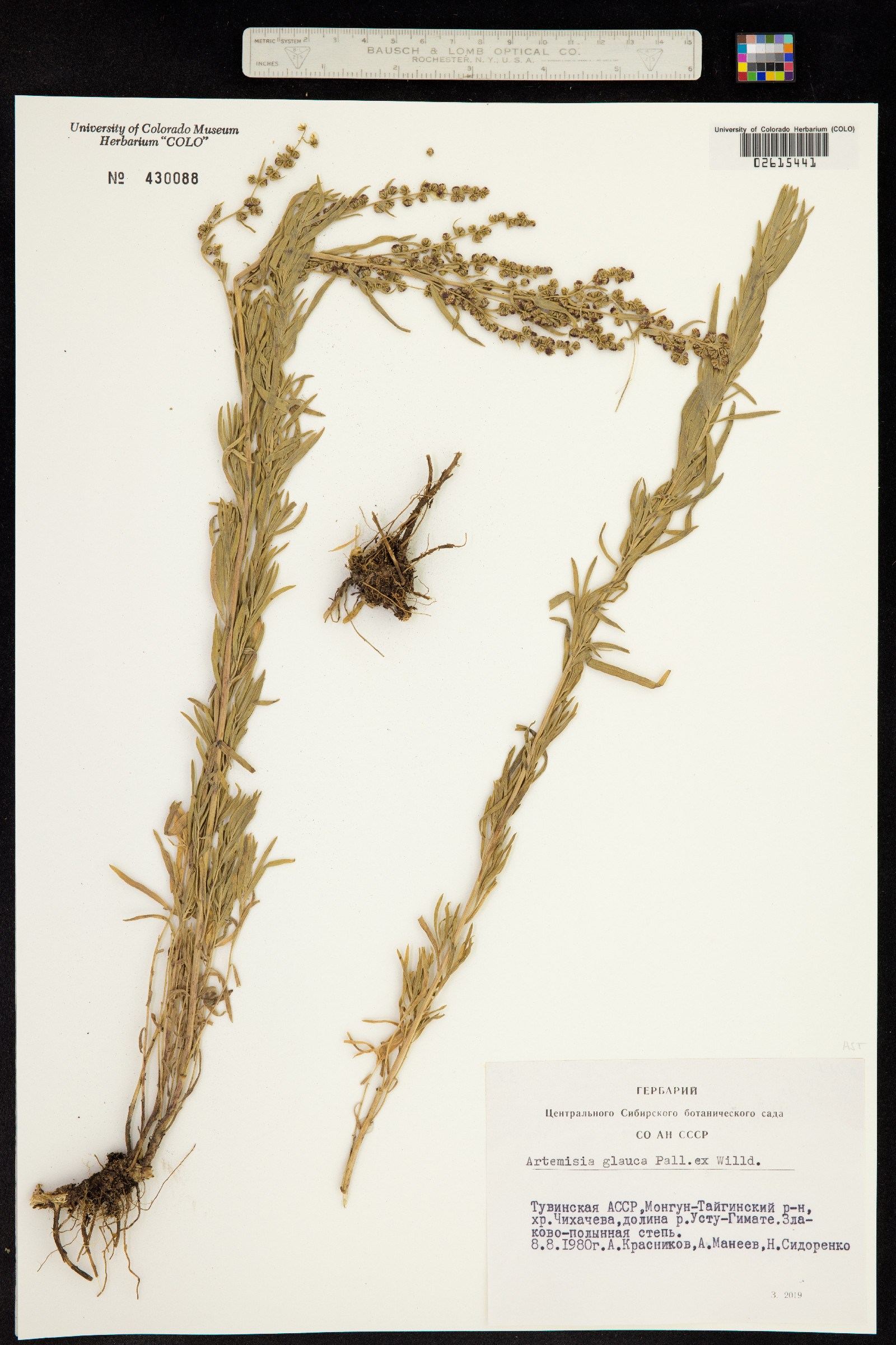 Artemisia glauca image