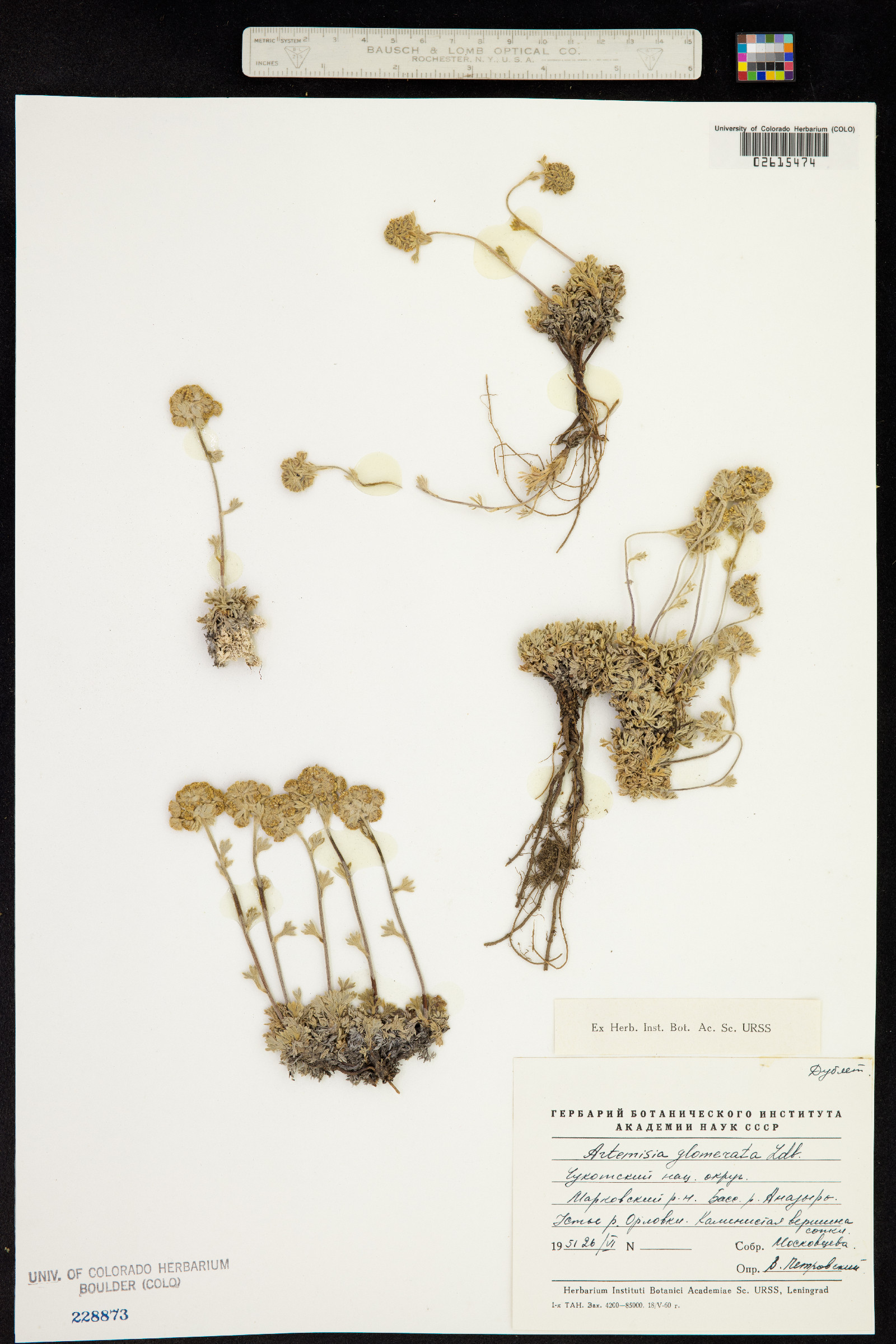 Artemisia glomerata image