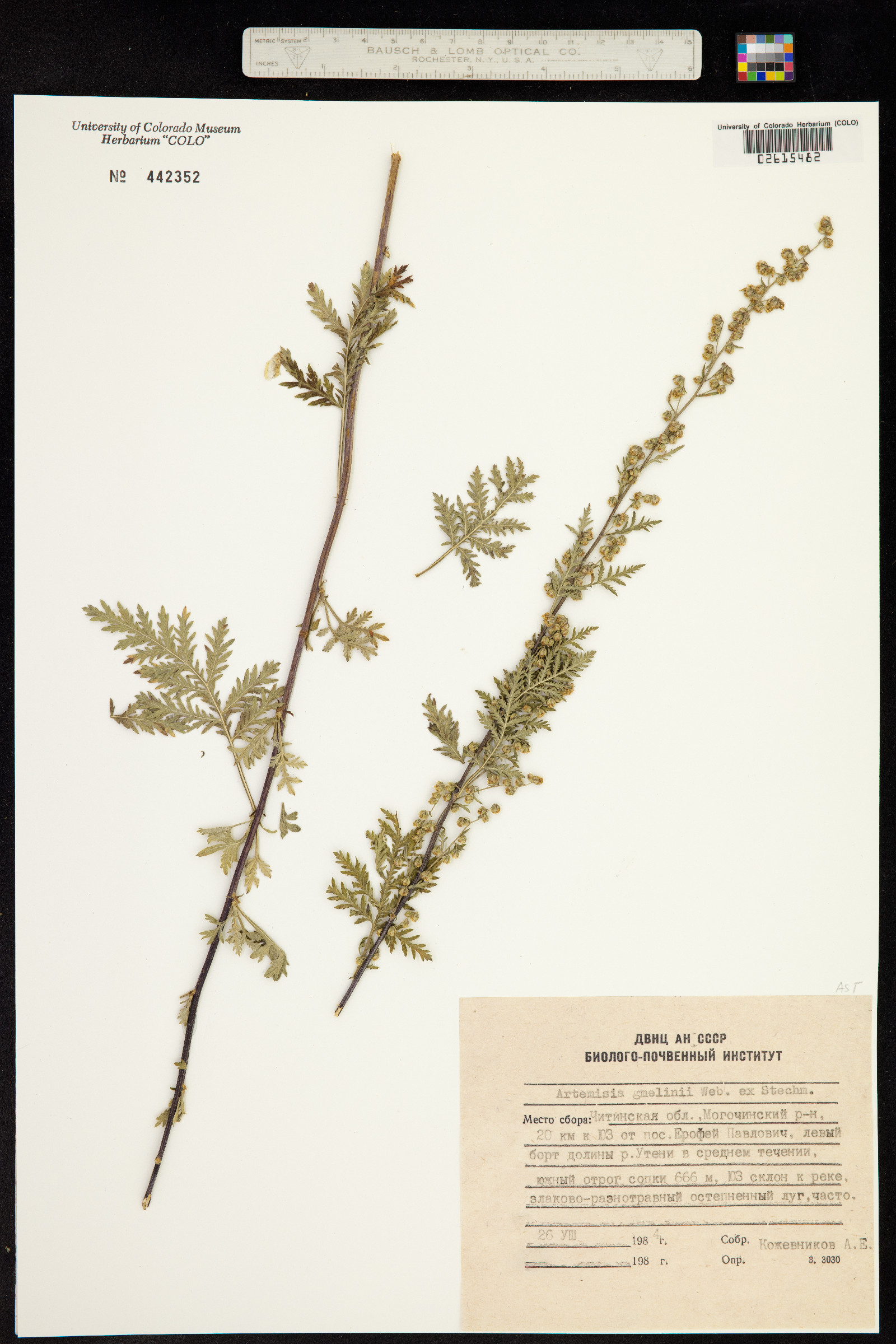 Artemisia gmelinii image