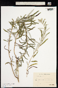 Artemisia integrifolia image