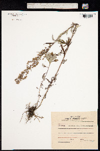 Image of Artemisia integrifolia