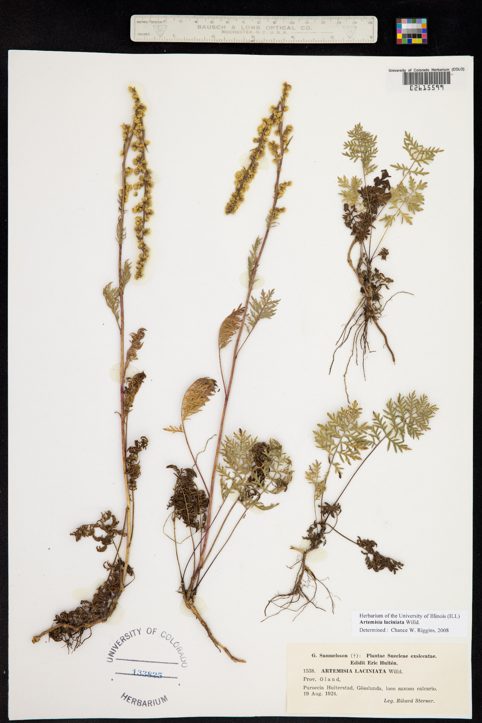 Artemisia laciniata image