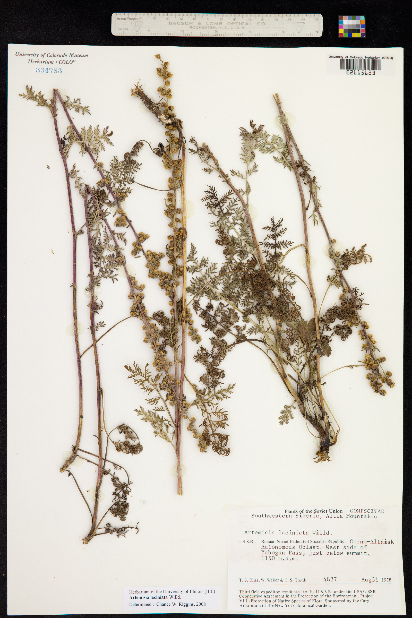 Artemisia laciniata image