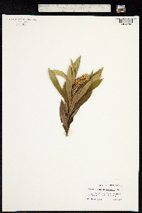 Image of Brachylaena neriifolia