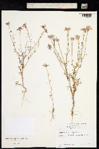 Brachyscome iberidifolia image