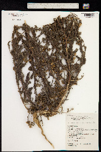 Image of Blumea laciniata