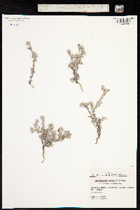 Bombycilaena erecta image