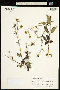 Image of Bidens cynapiifolia