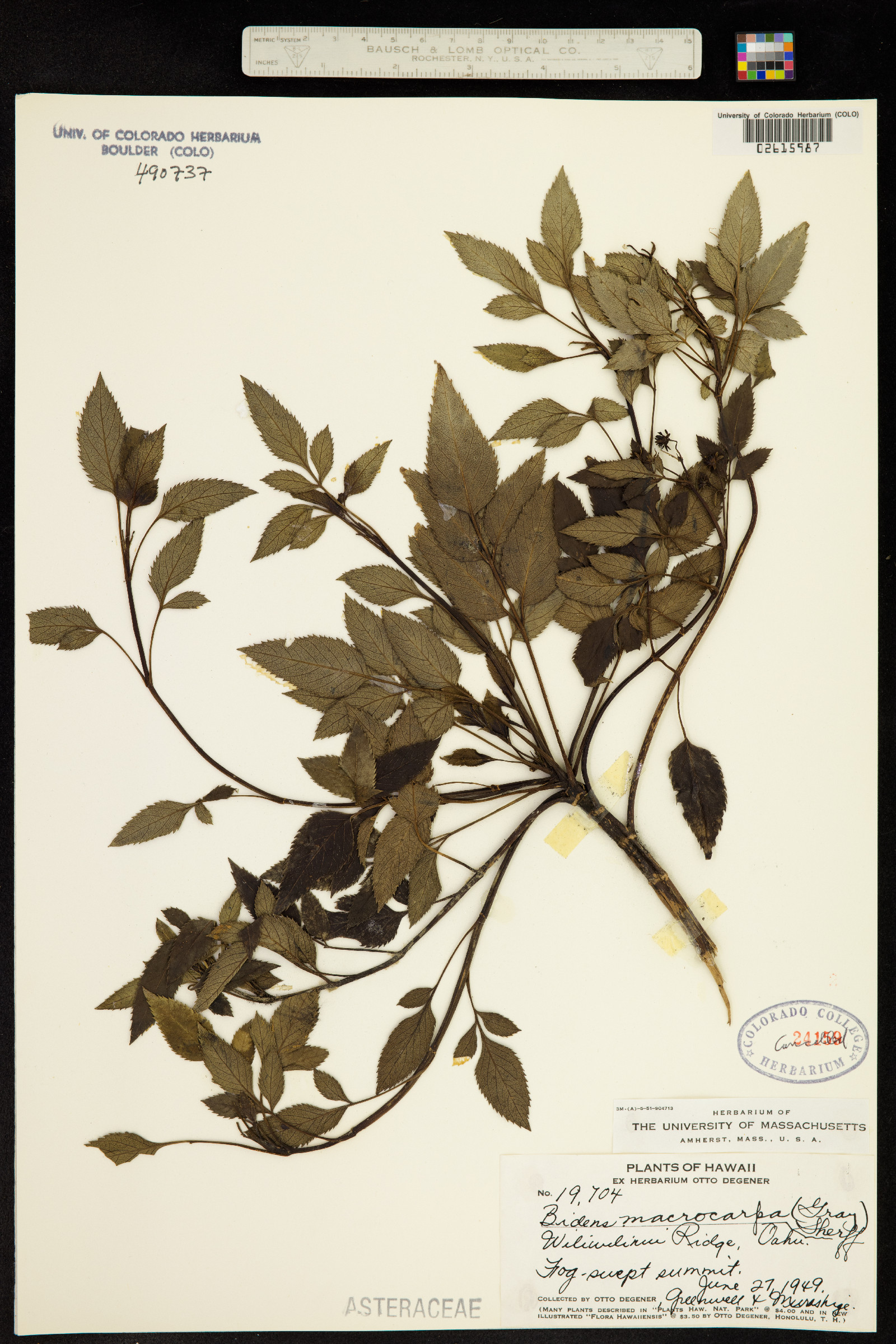 Bidens macrocarpa image