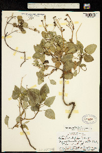 Image of Bidens populifolia