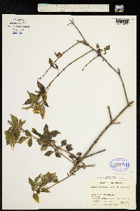 Bidens rubifolia image